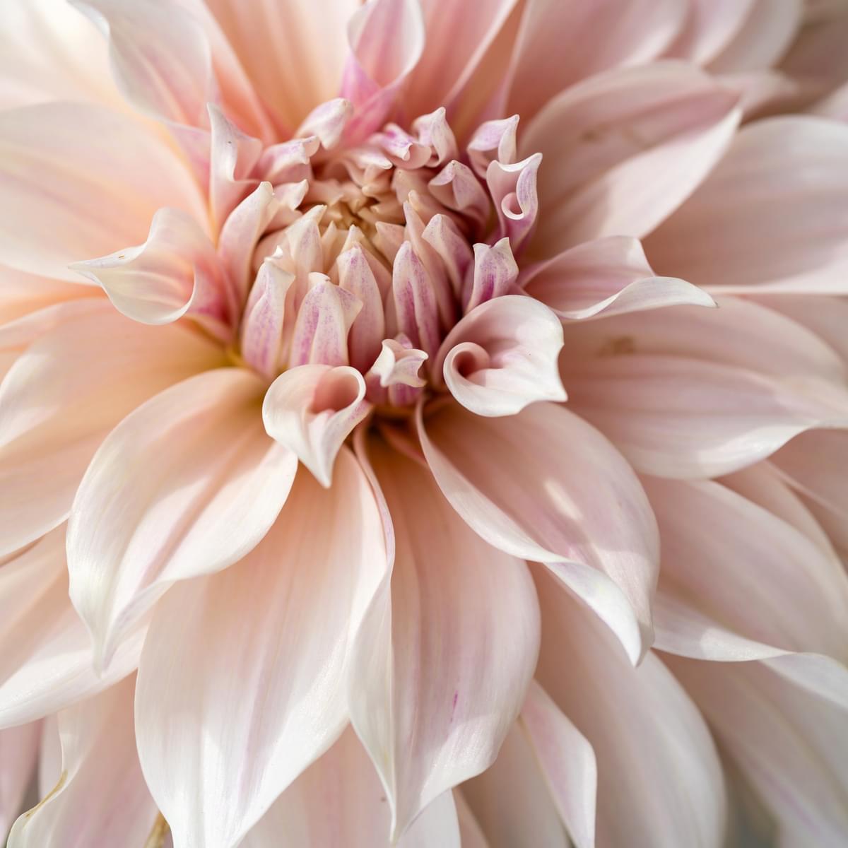 Dahlias 2